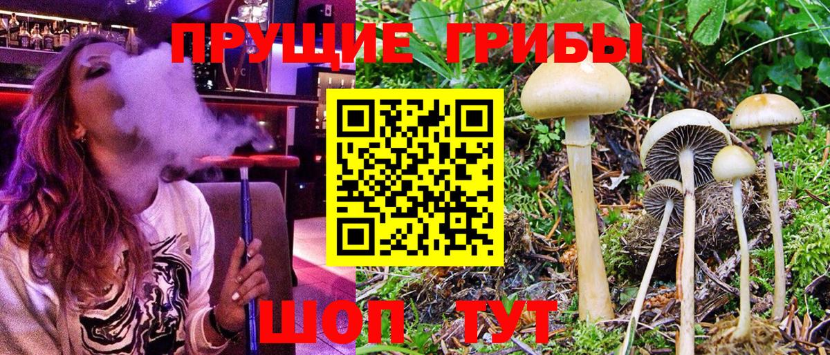 Псилоцибиновые грибы мицелий  Вход с VPN  Зеленодольск  Псилоцибиновые грибы Psilocybine cubensis 